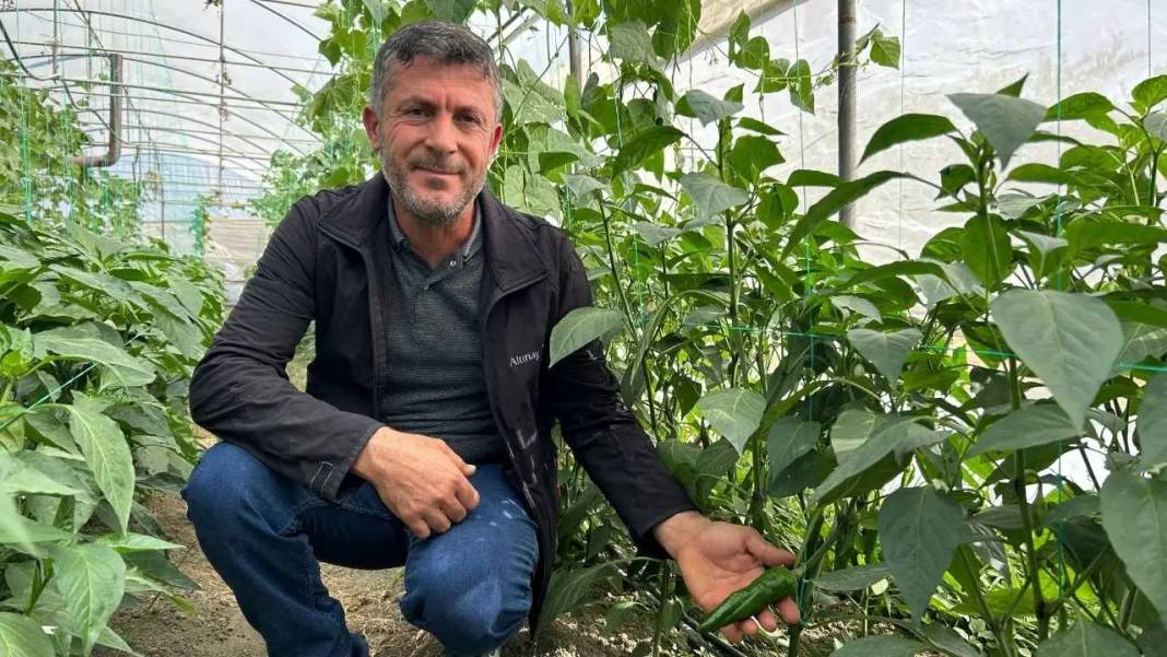 Türkiye’nin En Acı Biberinde Hasat Hatay’da Başladı! 4